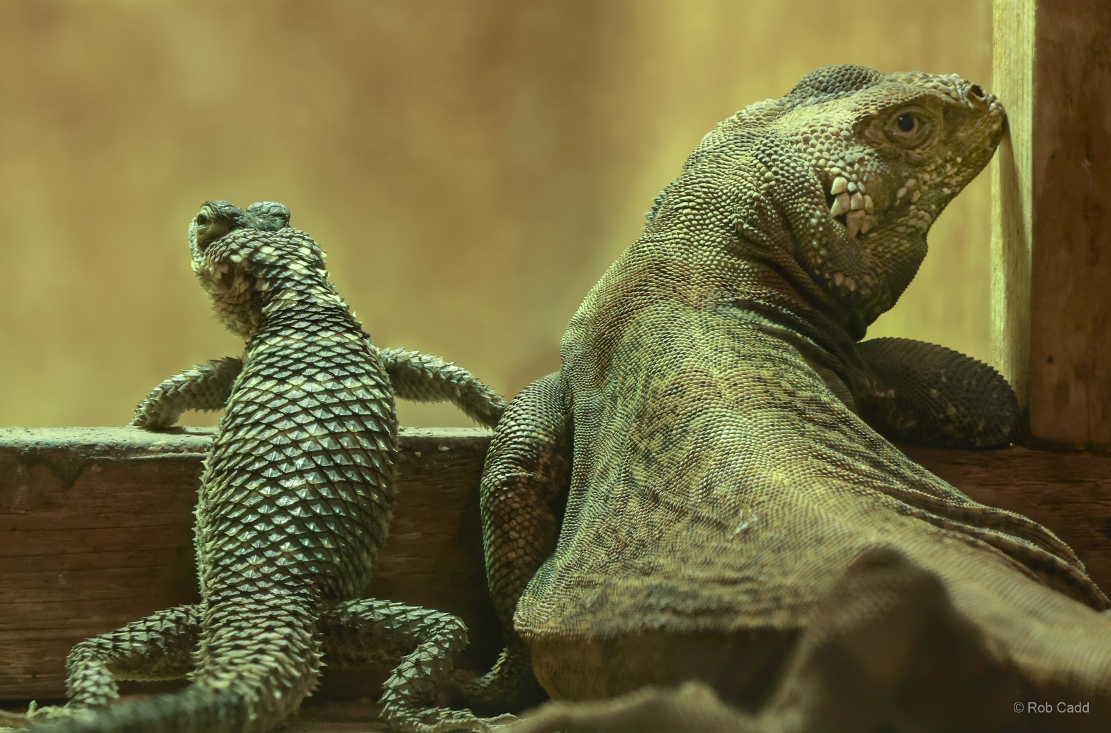 Blue spiny lizard; Common chuckwalla : Cotswold WP : 02 Aug 2024