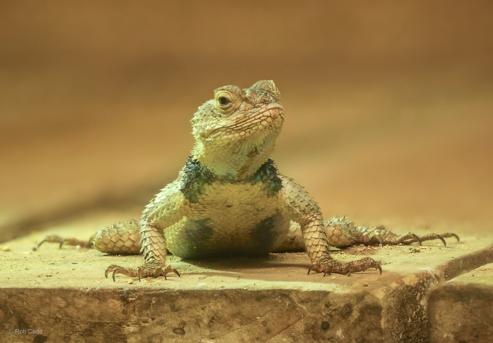 Blue spiny lizard : Cotswold WP : 02 Aug 2024