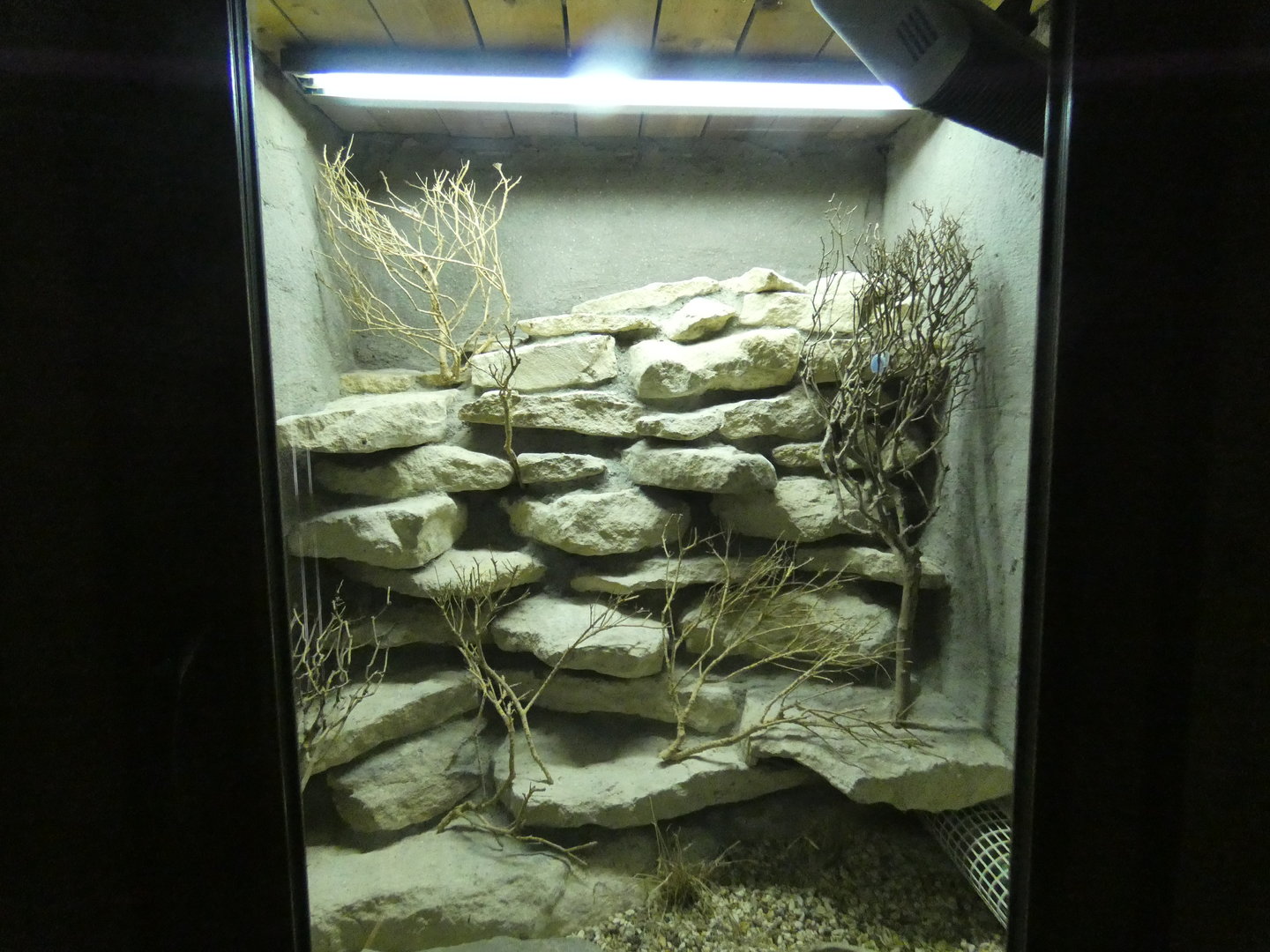 Blue spiny lizard enclosure