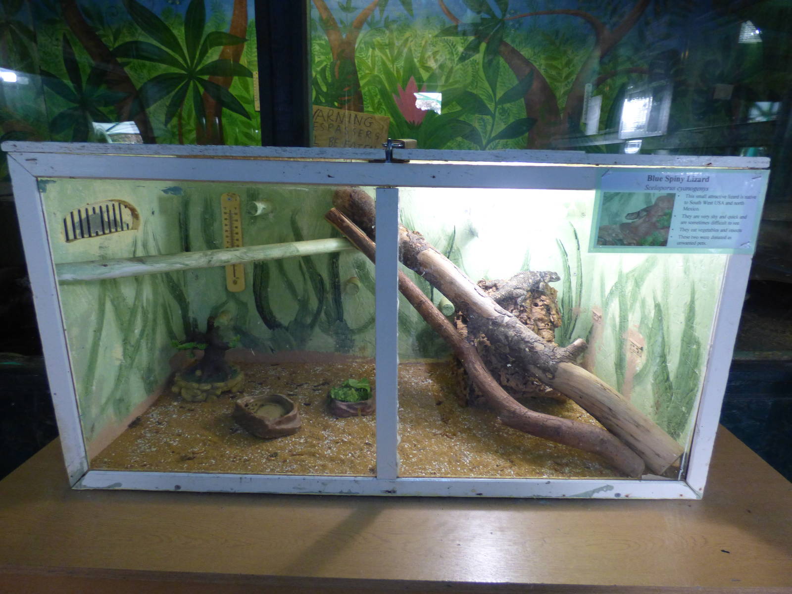 Blue Spiny Lizard Exhibit