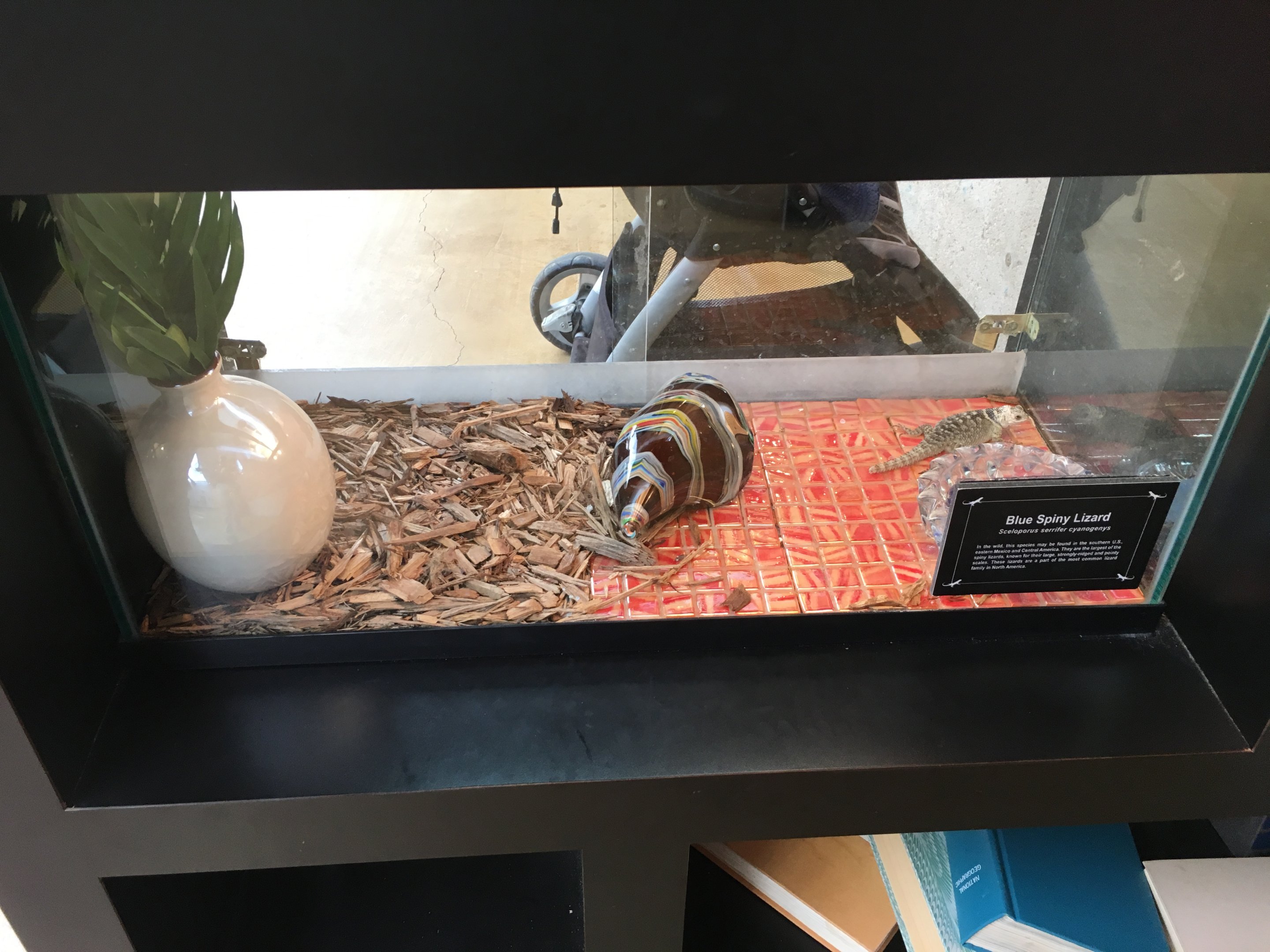 Blue spiny lizard exhibit