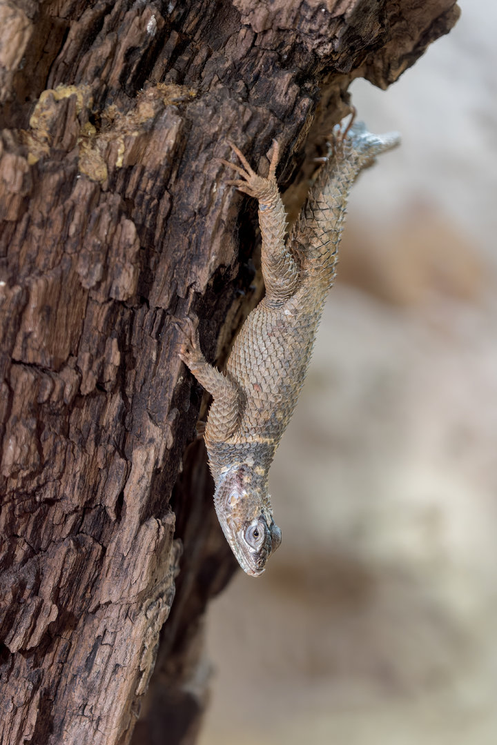 Blue spiny lizard / Hamerton / 16-11-22