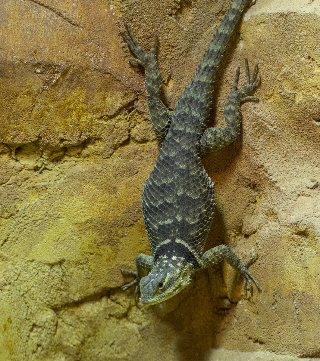 Blue spiny lizard : Hamerton : 29 Sep 2019