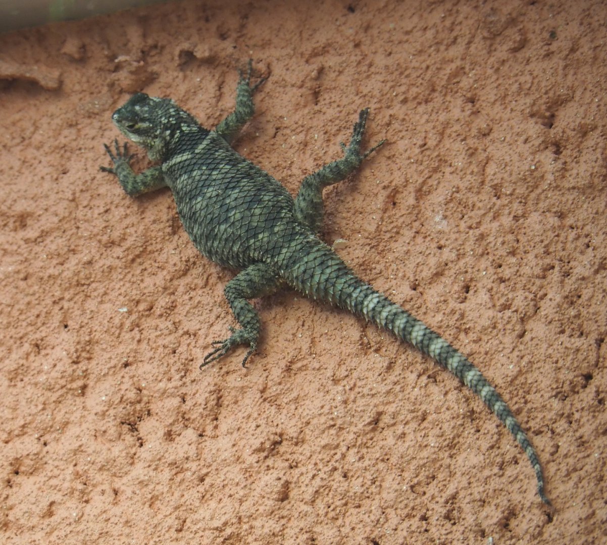 Blue spiny lizard (Sceloporus cyanogenys), 2021-06-12