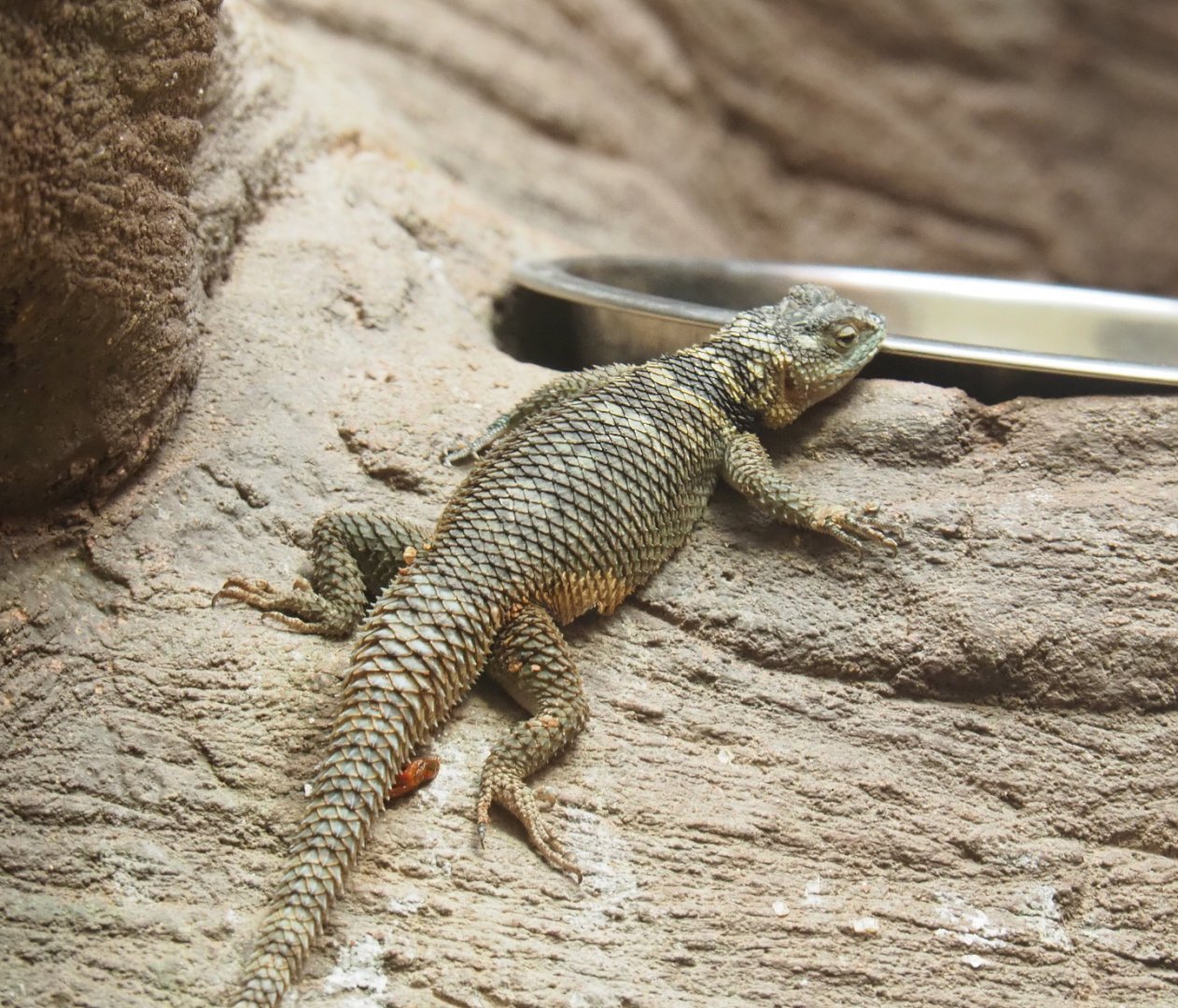 Blue spiny lizard (Sceloporus cyanogenys), 2022-05-26