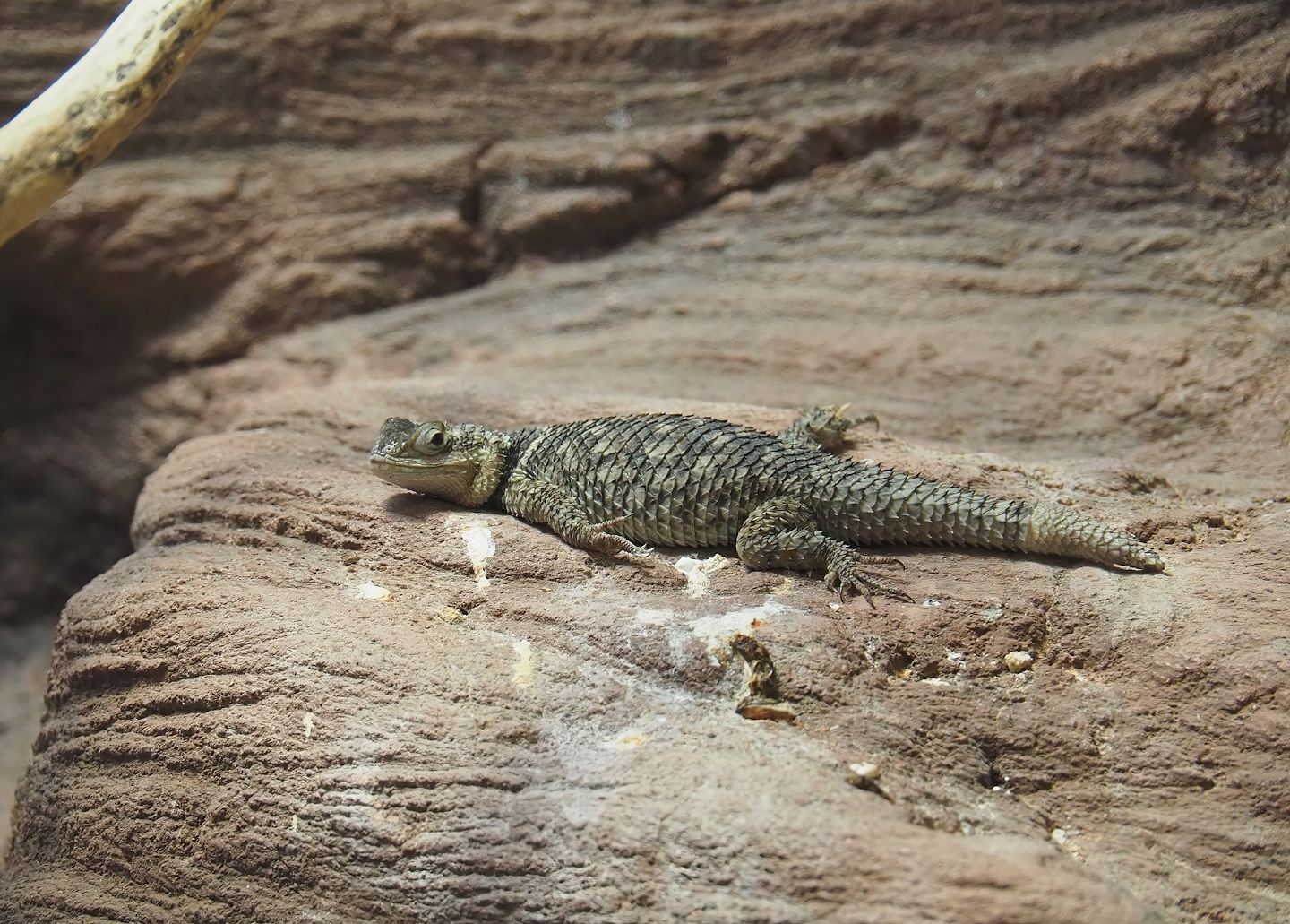 Blue spiny lizard (Sceloporus cyanogenys), 2022-09-04
