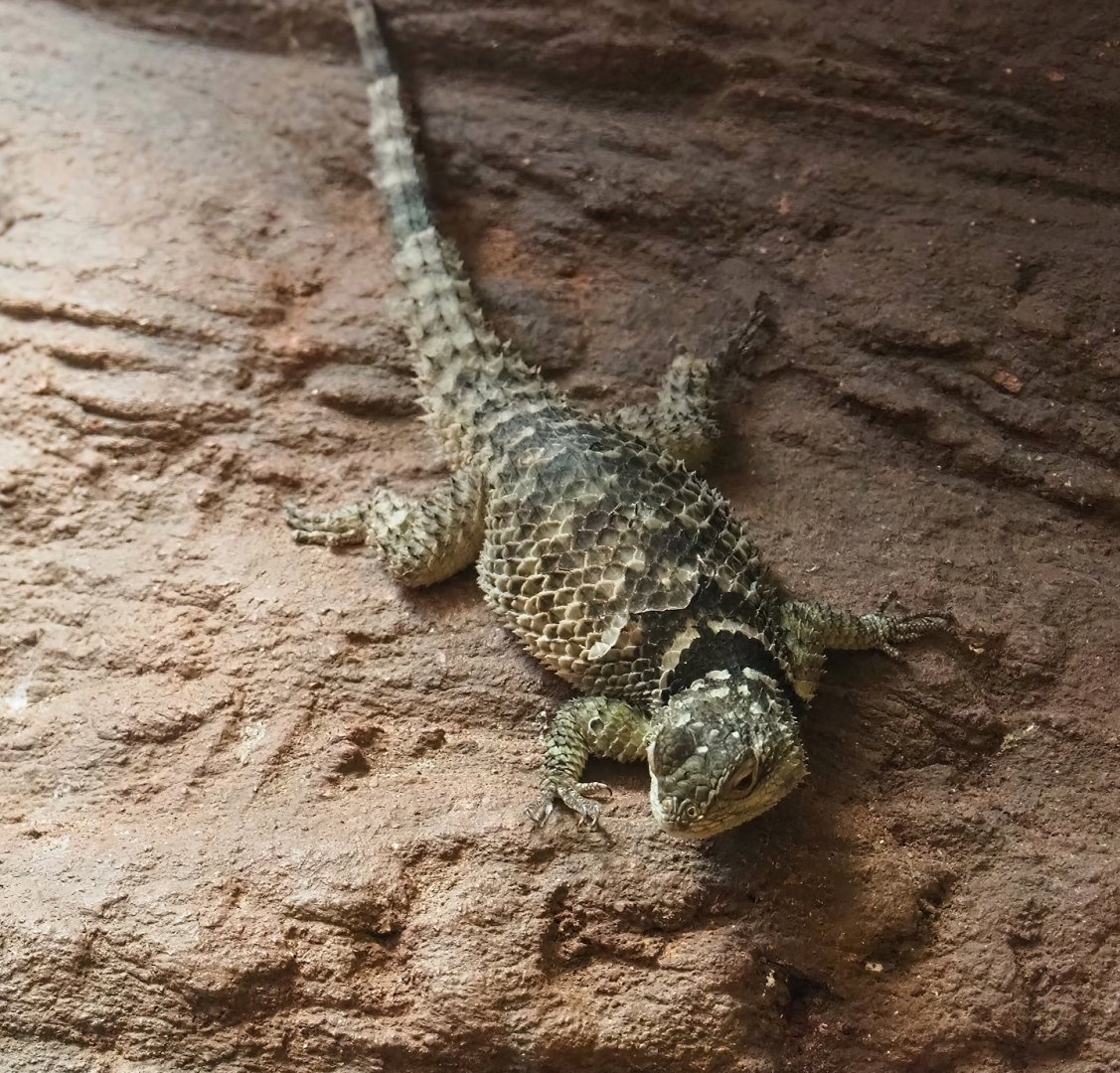 Blue spiny lizard (Sceloporus cyanogenys), 2023-07-22