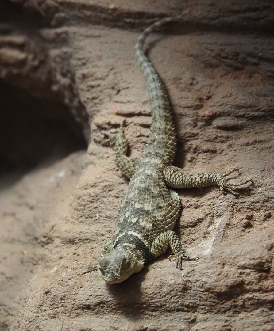 Blue spiny lizard (Sceloporus cyanogenys), 2024-03-09