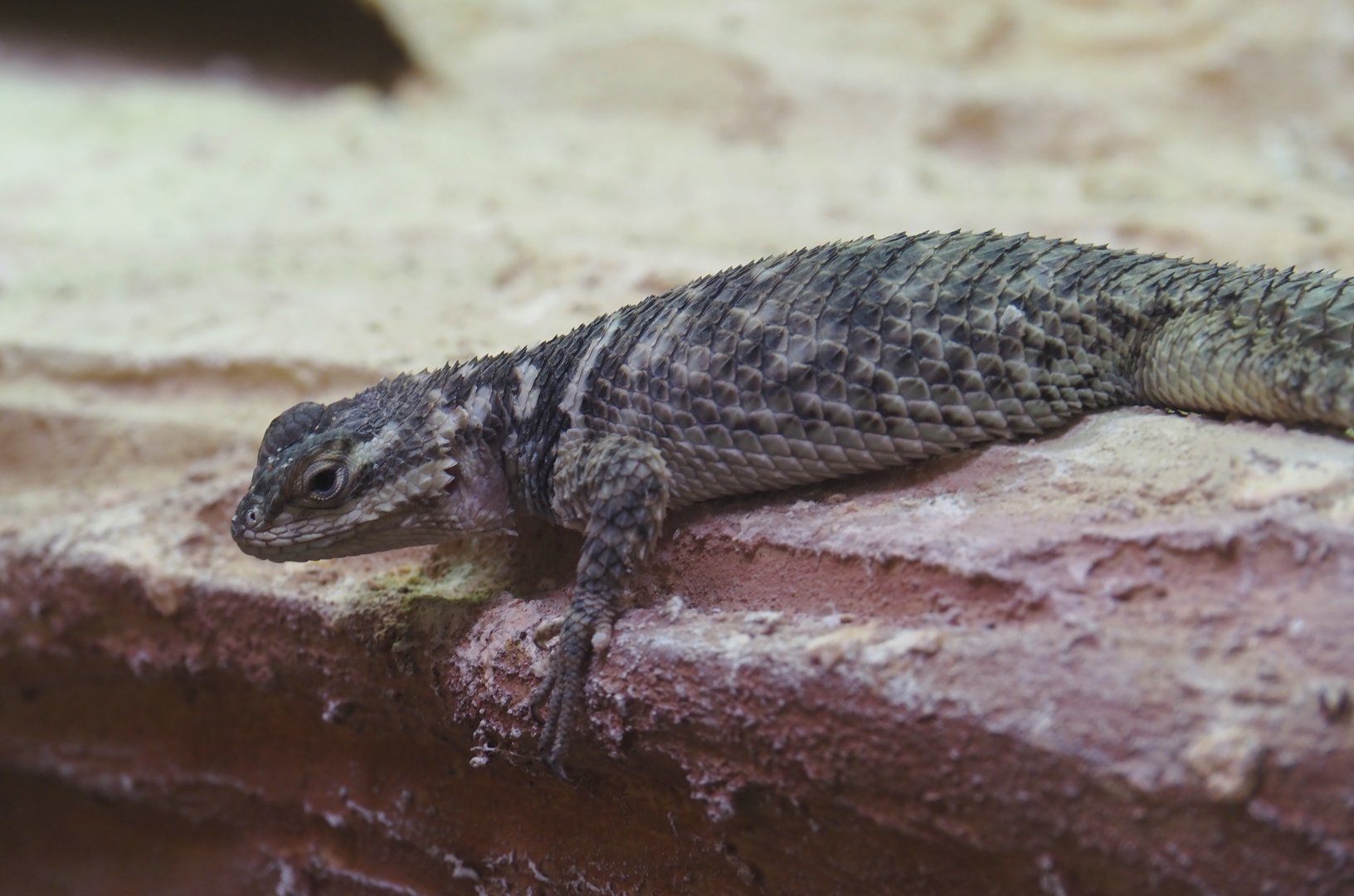 Blue spiny lizard (Sceloporus cyanogenys), 2025-05-22