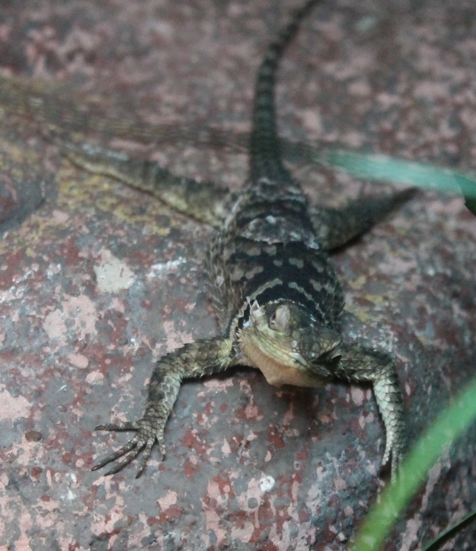 Blue spiny lizard - Sceloporus cyanogenys