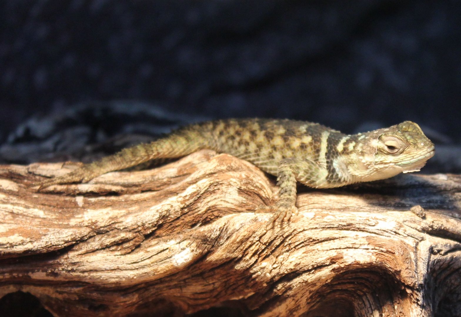 Blue spiny lizard - Sceloporus cyanogenys