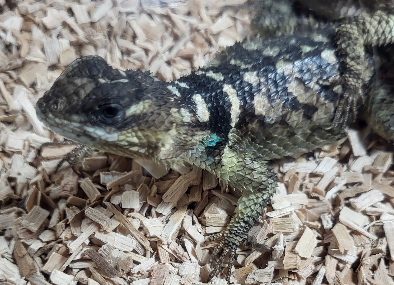 Blue spiny lizard - Sceloporus cyanogenys