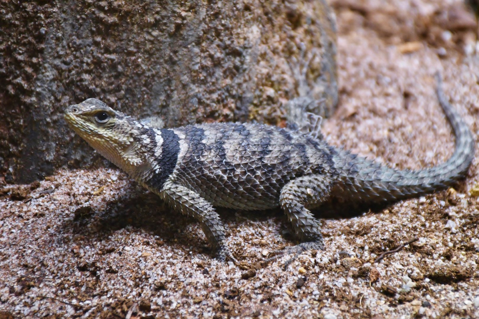 Blue Spiny Lizard (Sceloporus serrifer)