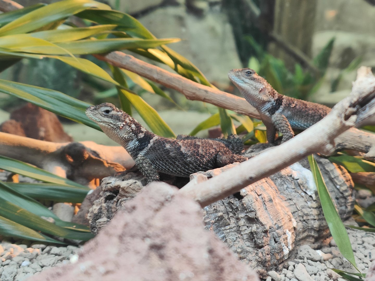 Blue Spiny Lizard (Sceloporus serrifer)