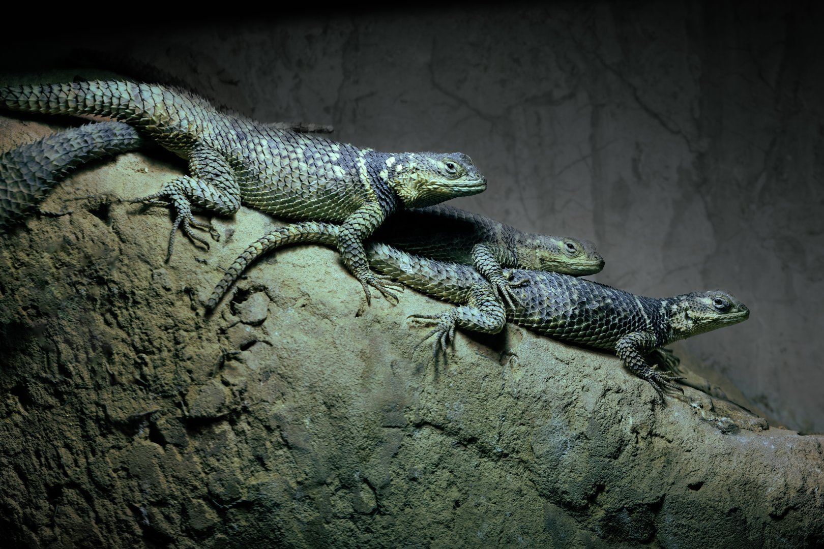 Blue spiny lizard trio / 3-3-22 / Hamerton