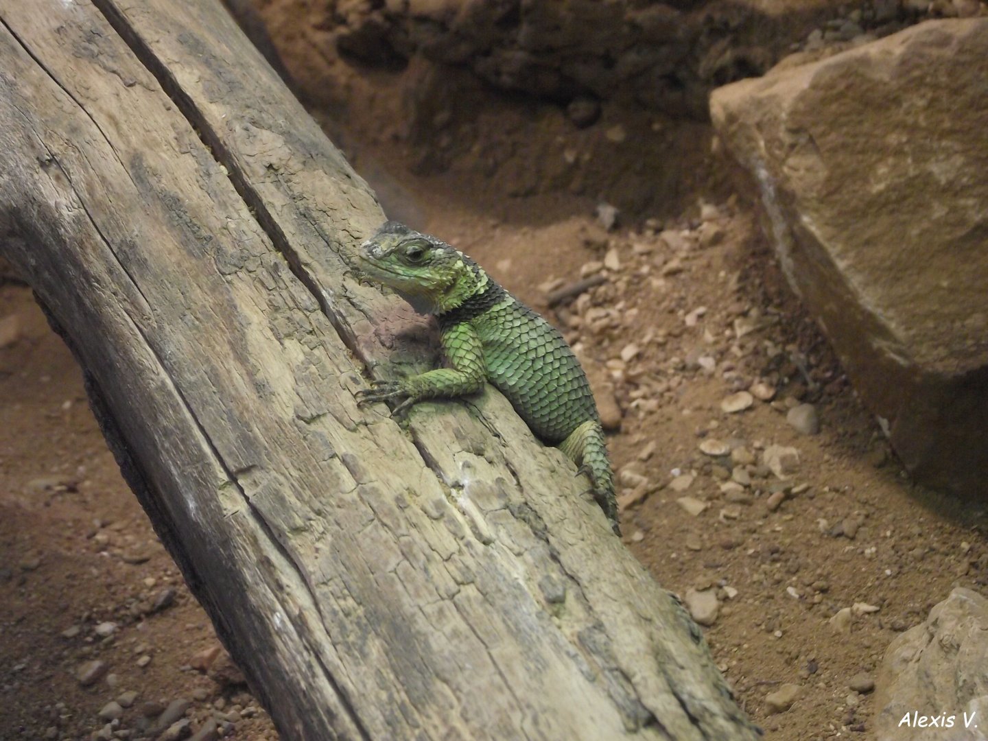Blue Spiny Lizard - Zooparc de Beauval - 12/04/2025