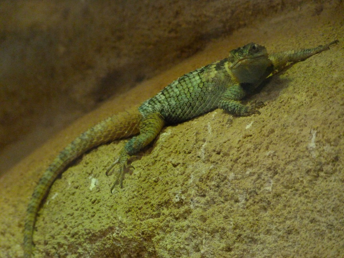 Blue spiny lizard -ZooParc de Beauval (2025)