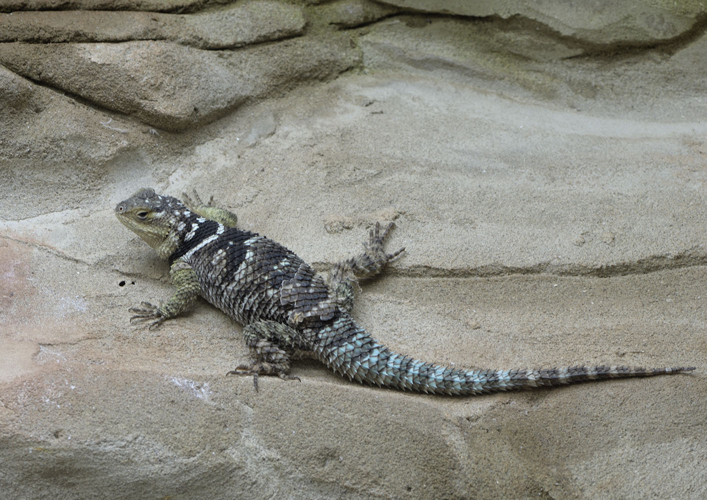 Blue spiny lizard
