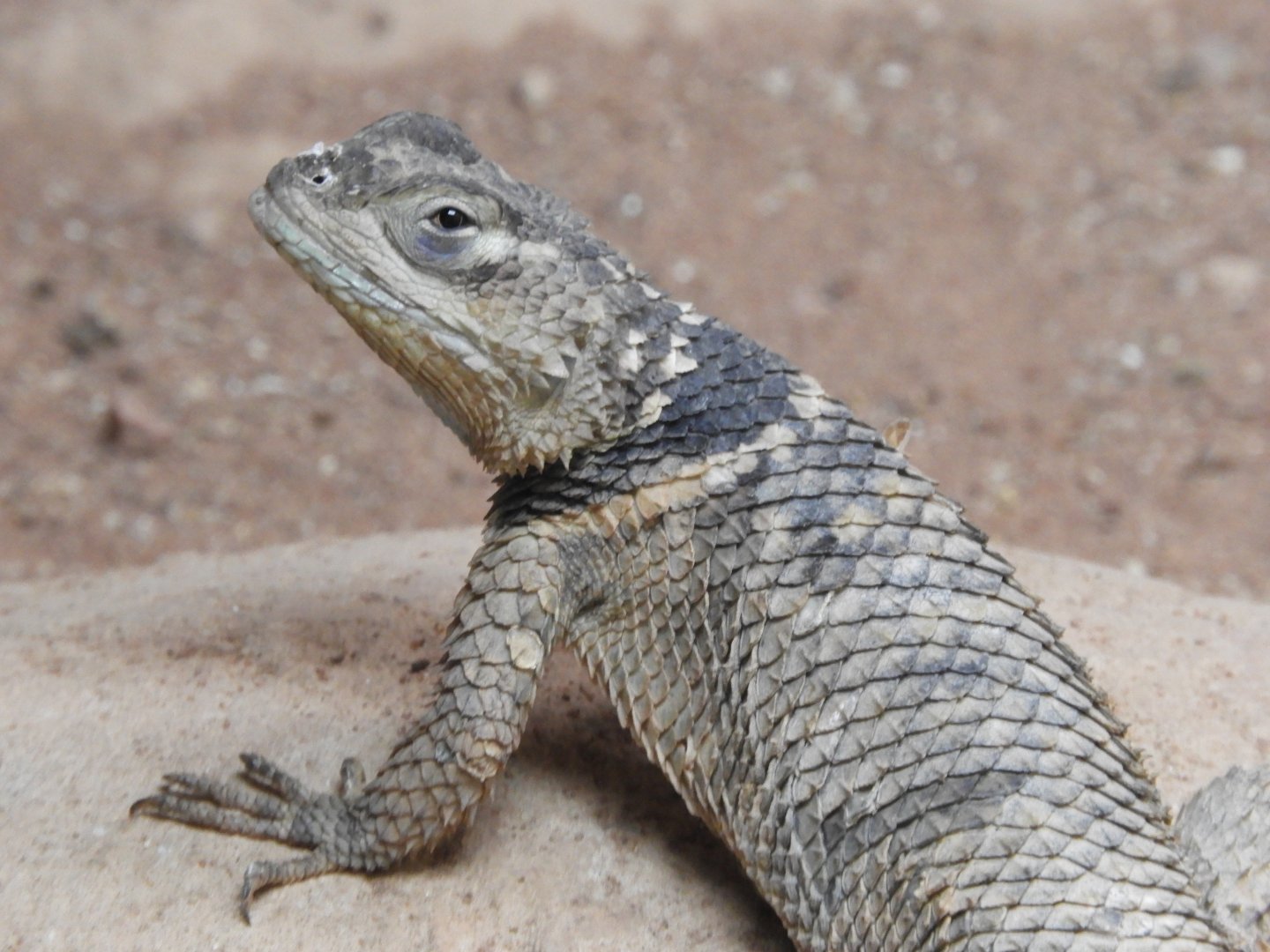 Blue spiny lizard