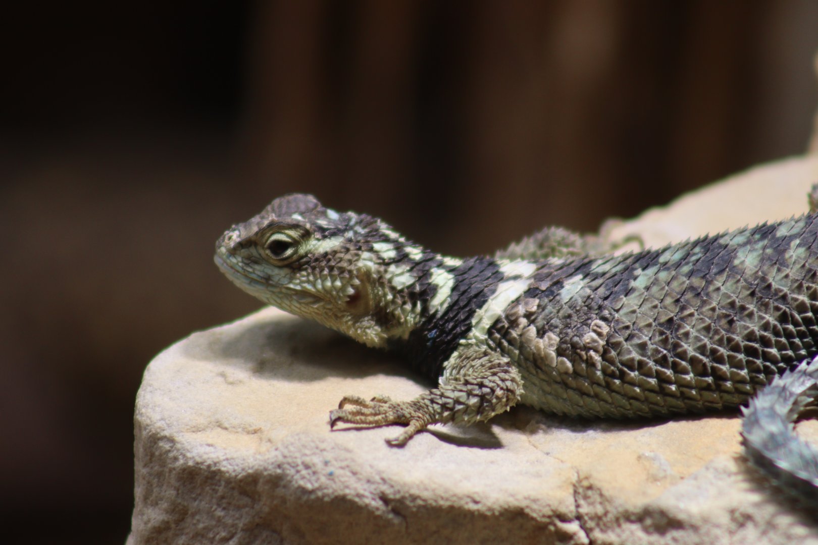 Blue Spiny Lizard