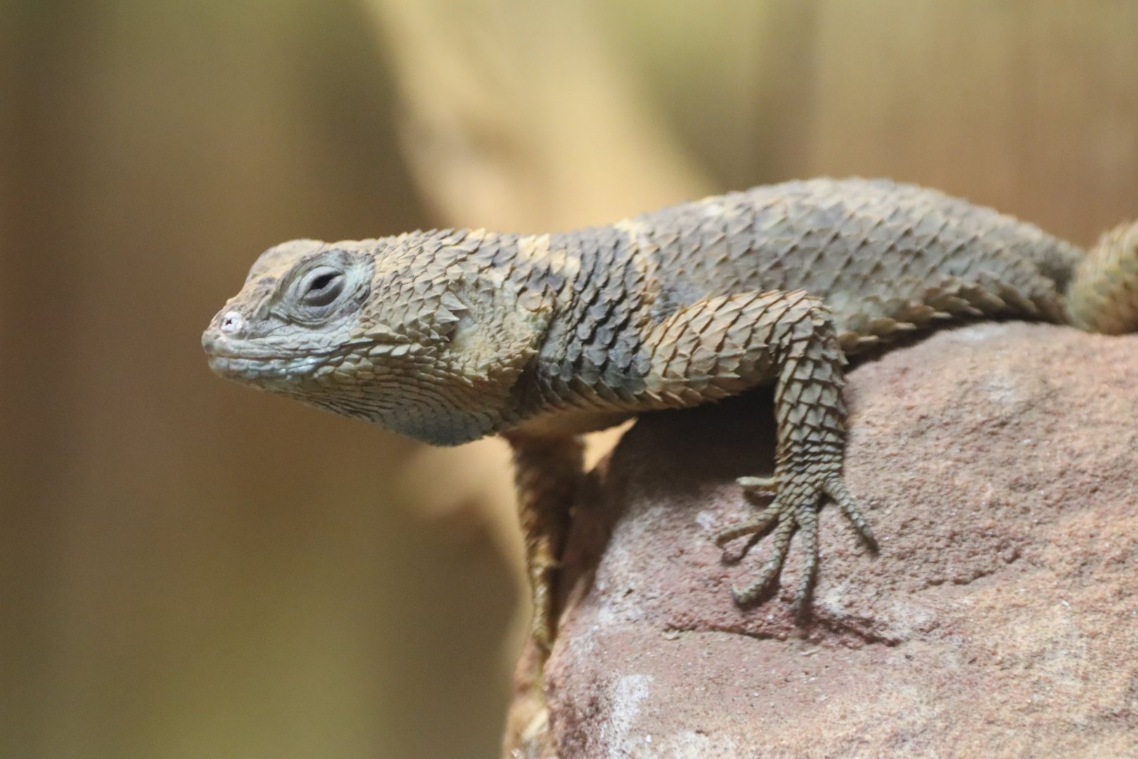 Blue Spiny Lizard