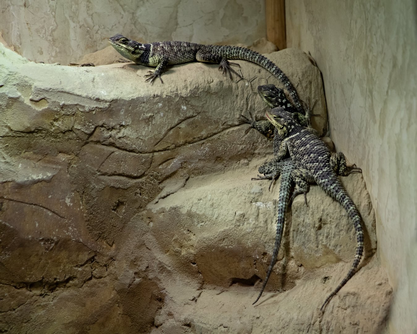 Blue Spiny Lizards / Hamerton / 13-11-19