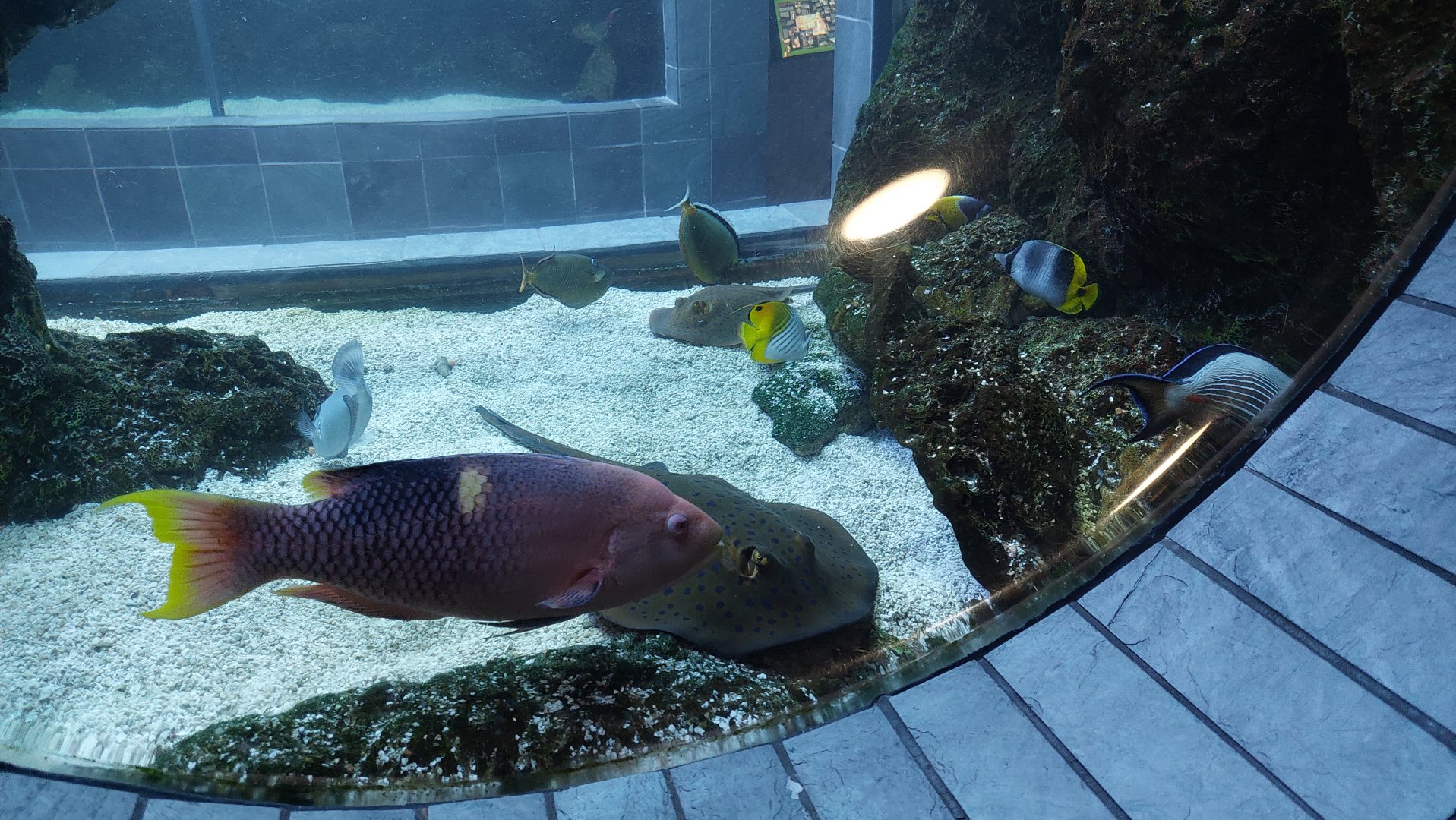 Blue-spot stingray and Bodianus perditio in the continental shelf tank