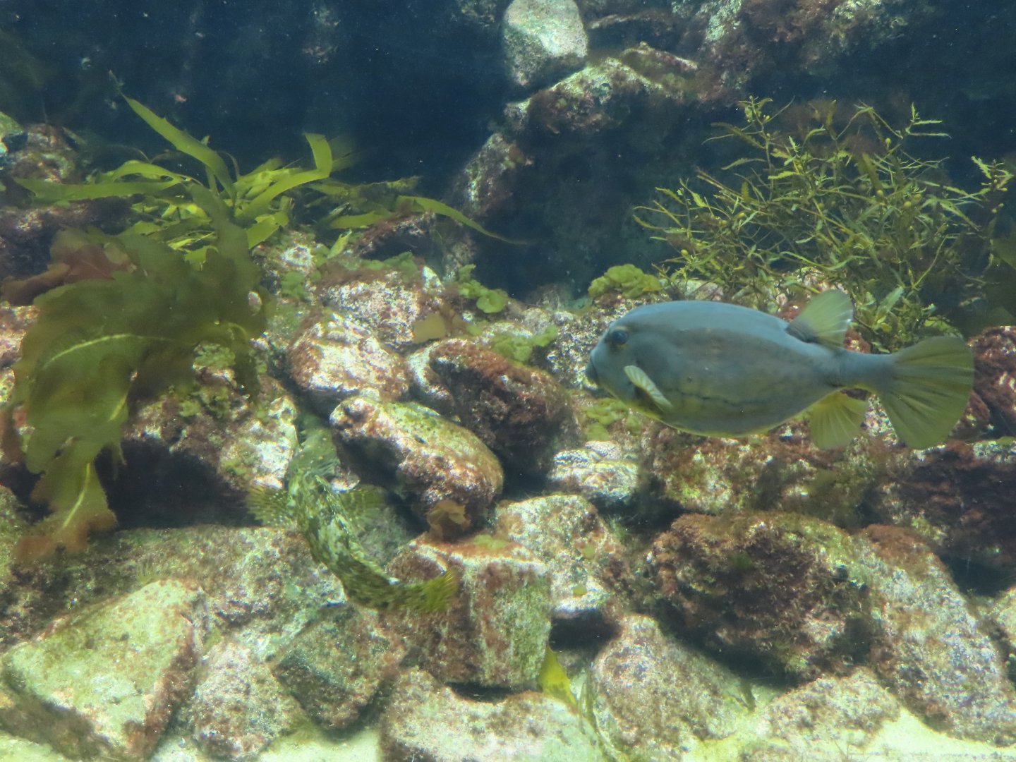 Blue spotted boxfish (Ostracion immaculatus)