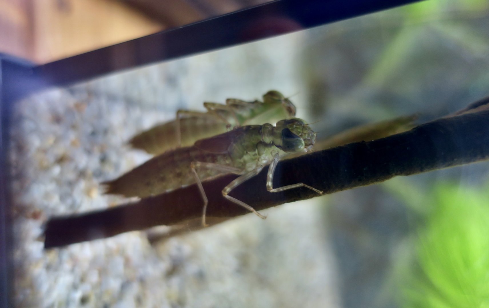 Blue-Spotted Emperor Dragonfly (Anax nigrofasciatus) larva