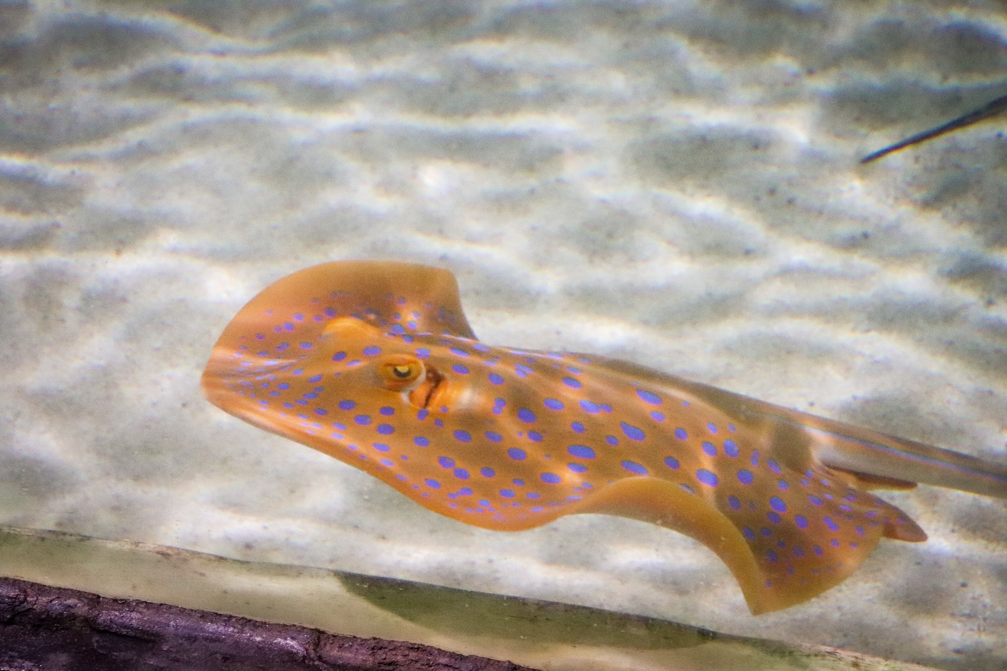 Blue-spotted Fantail Ray (Taeniura lymma)