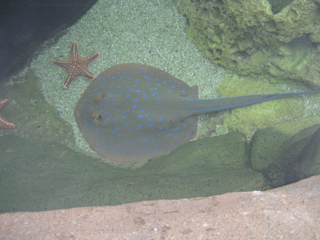 Blue-spotted Fantail Ray