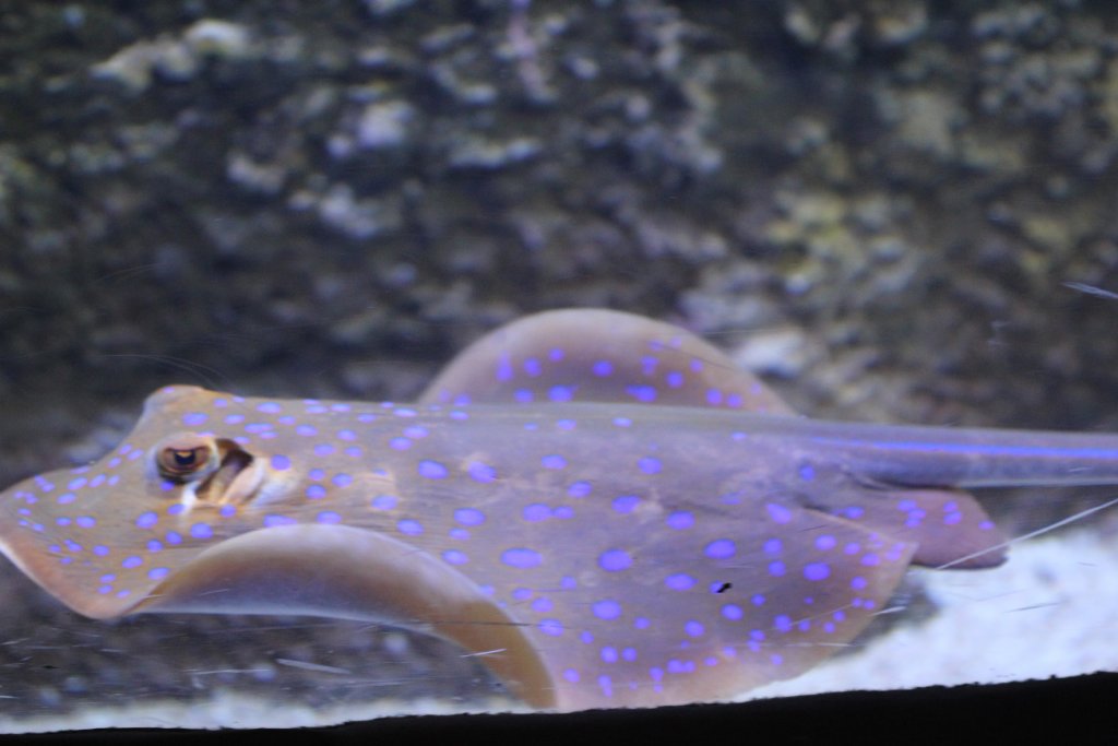 Blue-spotted Fantail Ray