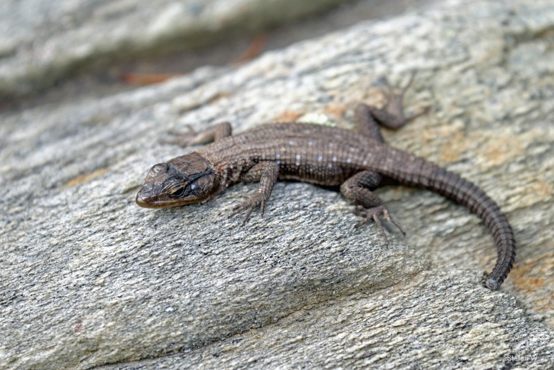 Blue-Spotted Girdled Lizard (Ninurta coeruleopunctatus)