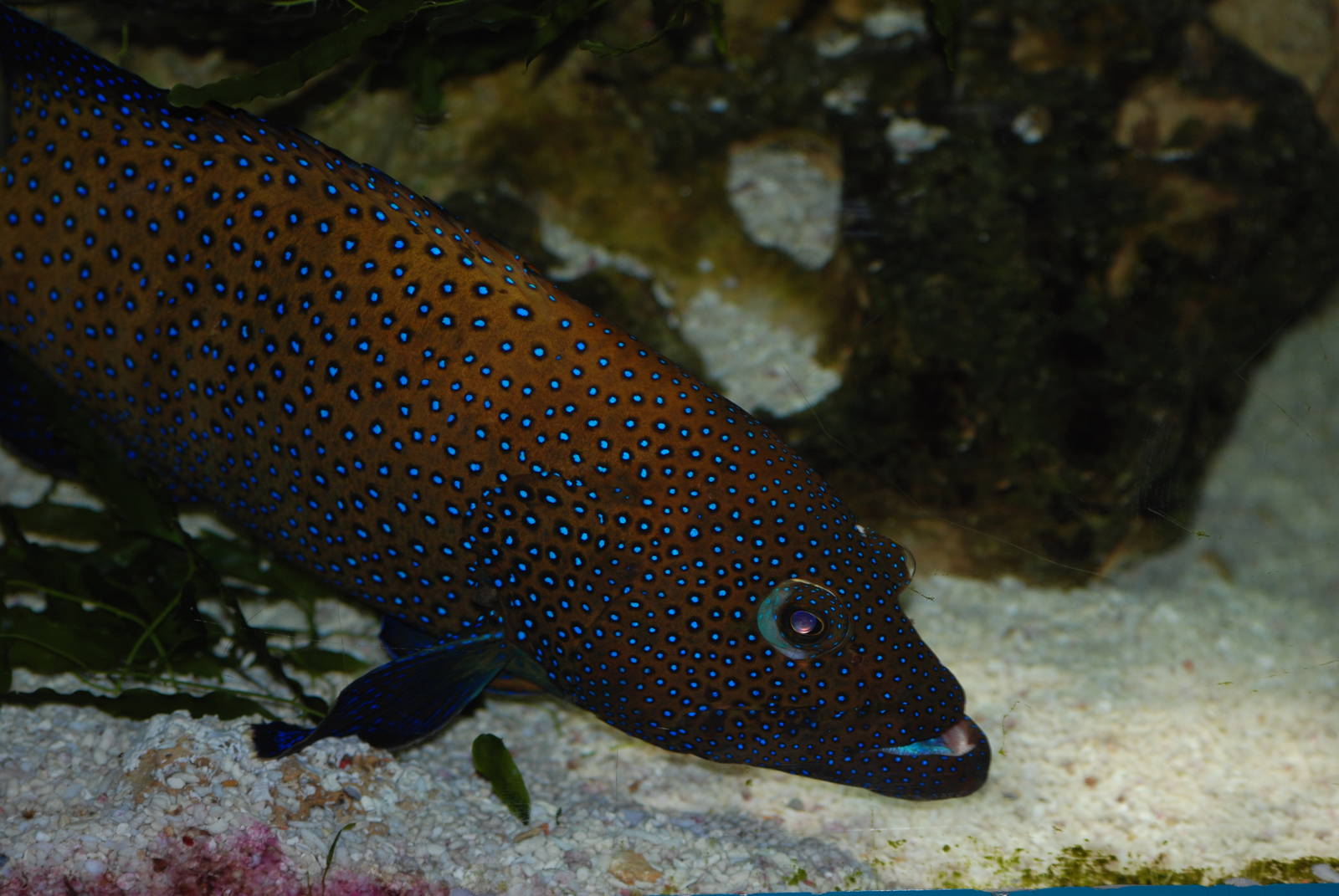 Blue-spotted Grouper at Bristol, 06/02/12