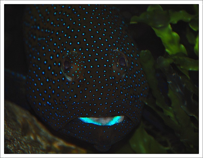 Blue-spotted Grouper