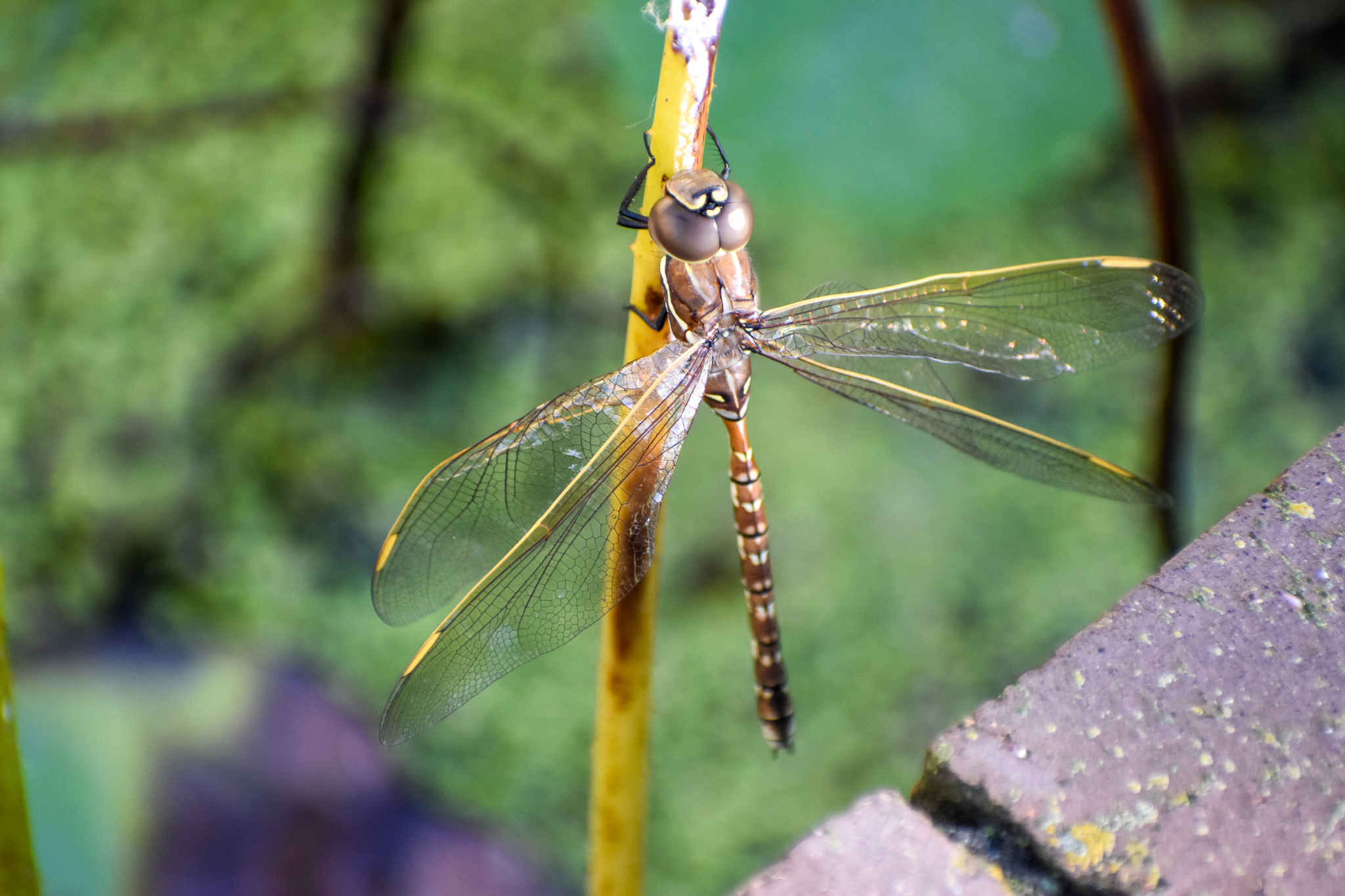 Blue-spotted Hawker