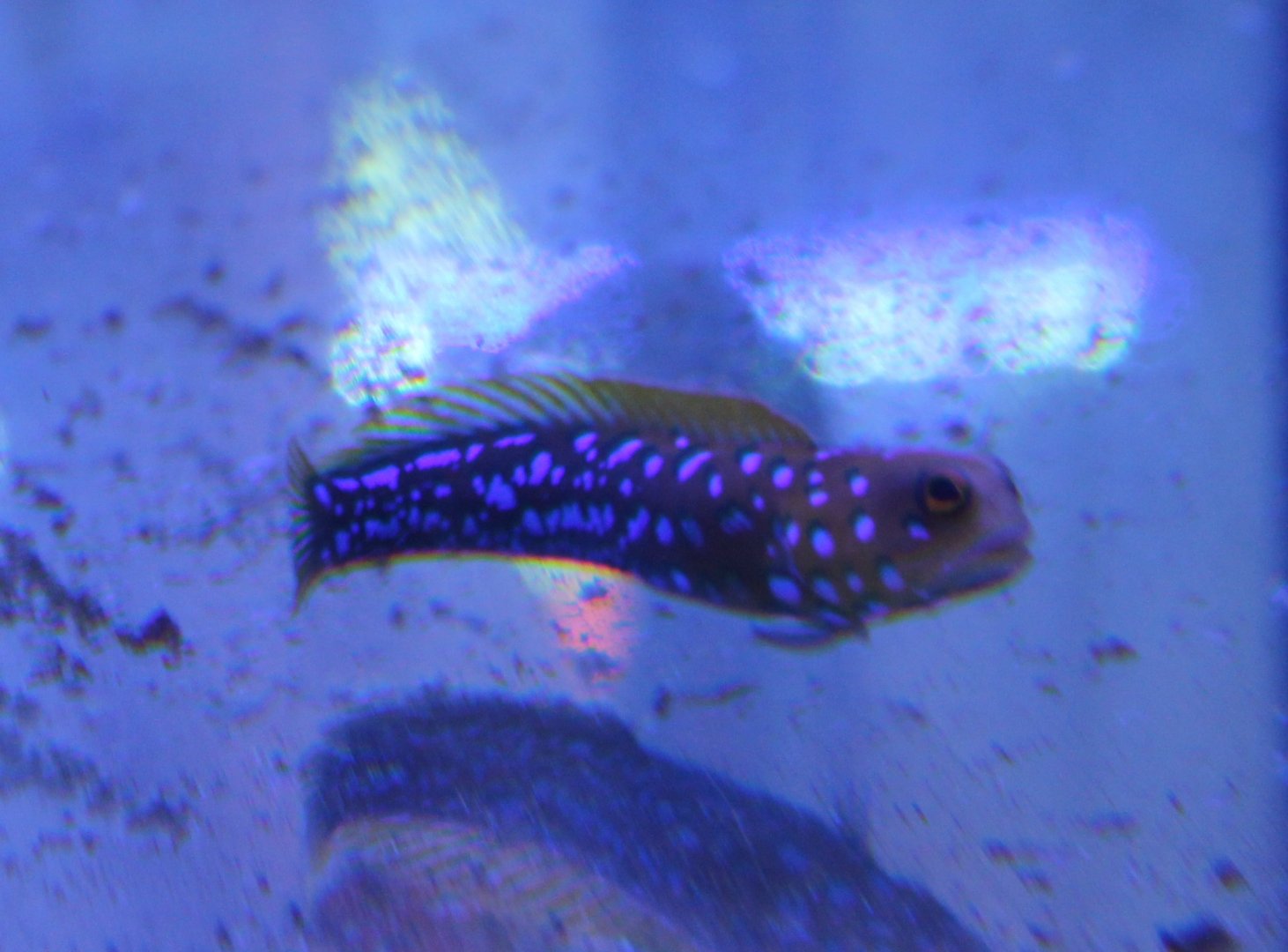 Blue-spotted jawfish - Opistognathus rosenblatti