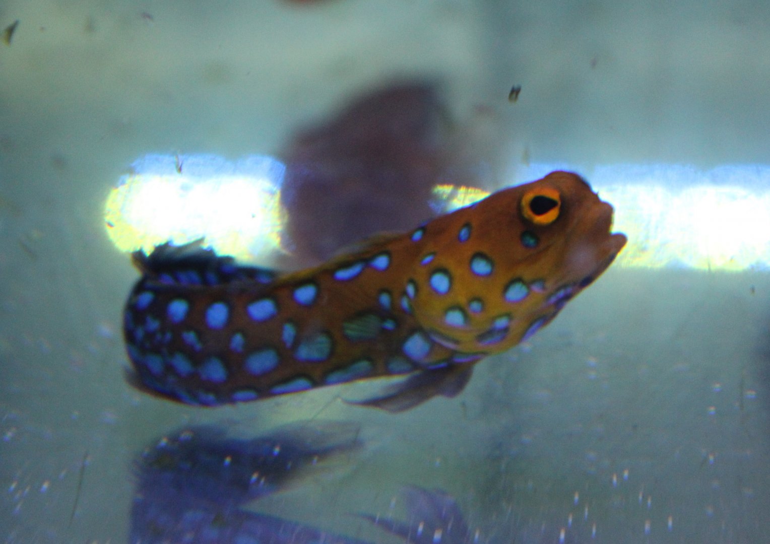 Blue-spotted jawfish - Opistognathus rosenblatti