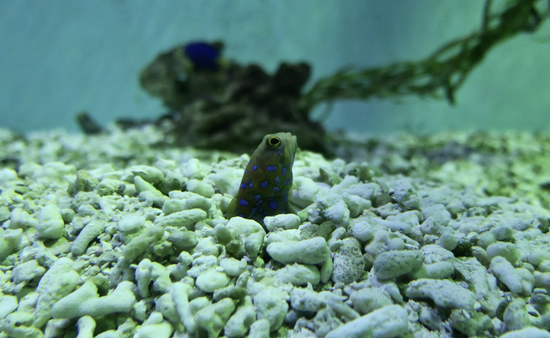 Blue-Spotted Jawfish (Opistognathus rosenblatti)