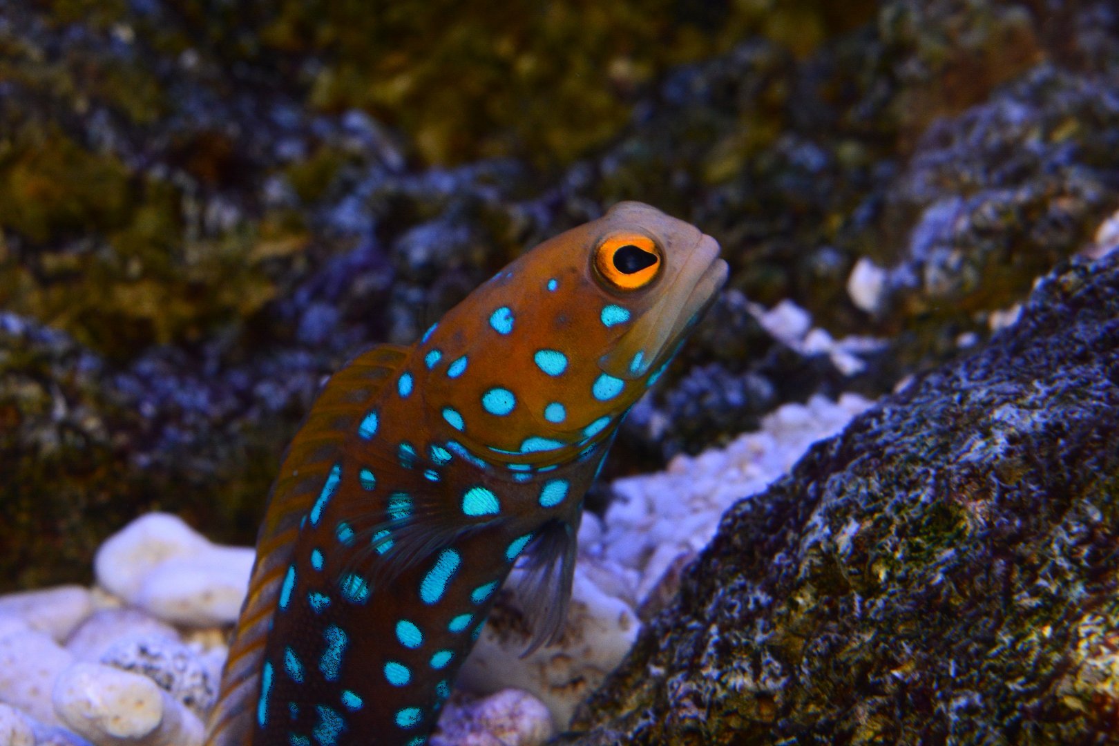Blue-spotted jawfish (Opistognathus rosenblatti)
