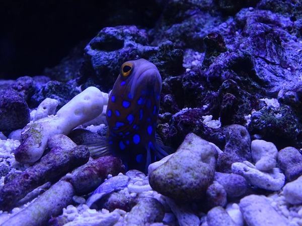 Blue-spotted jawfish (Opistognathus rosenblatti)