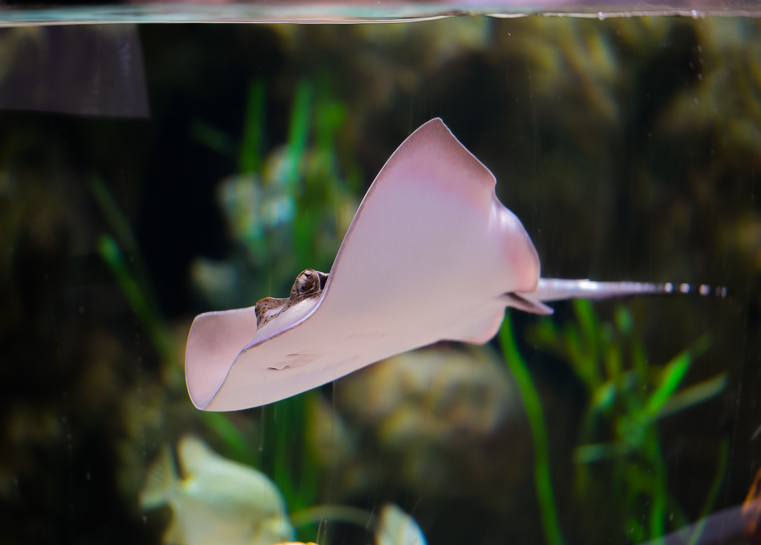 Blue Spotted Mask Ray