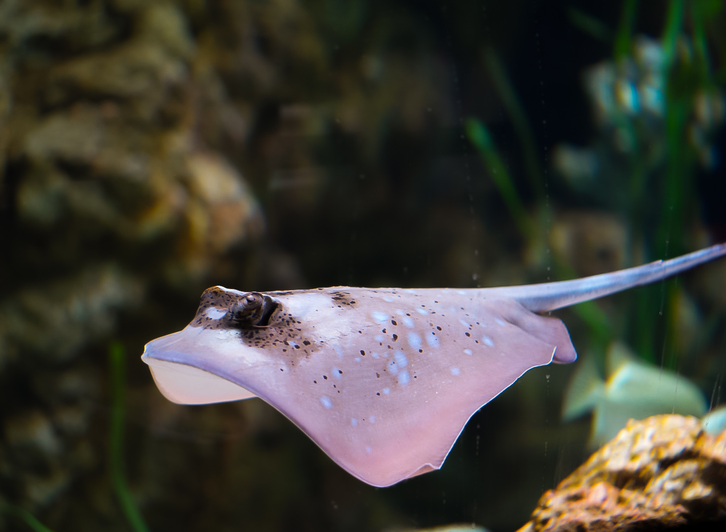 Blue Spotted Mask Ray