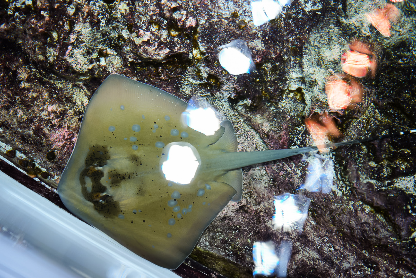 Blue Spotted Mask Ray