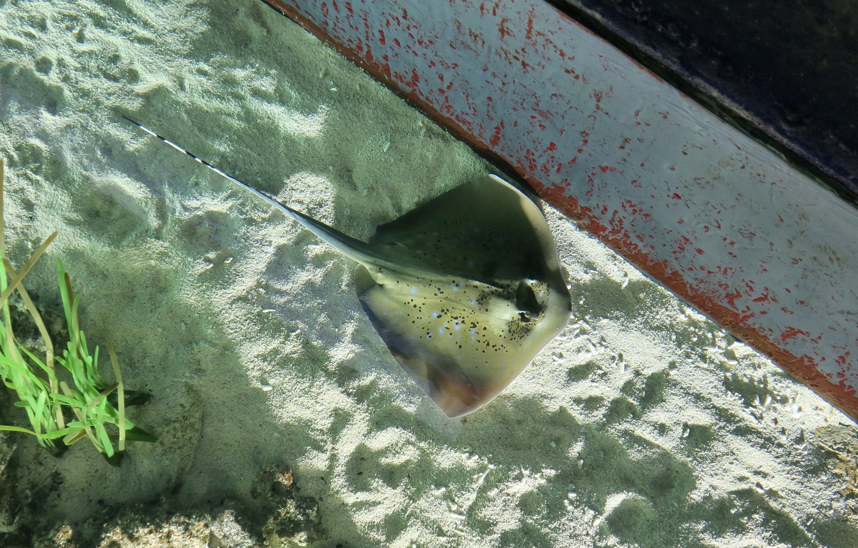 Blue-Spotted Maskray (Neotrygon sp.)