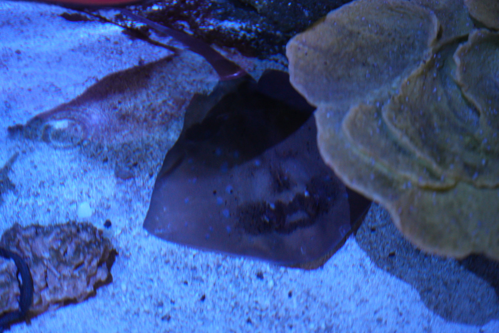 Blue Spotted Maskray