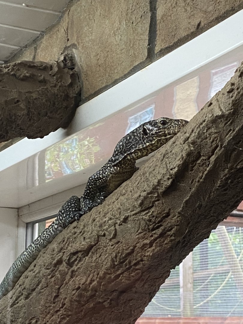 Blue-spotted monitor lizard 150522