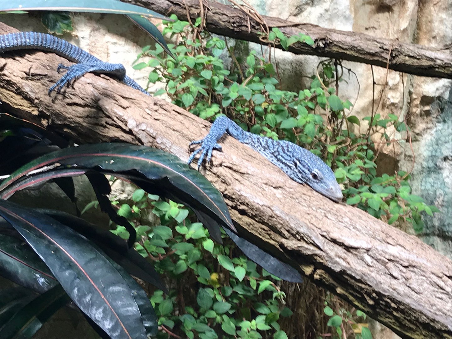 Blue-spotted monitor (Varanus macraei) 270118