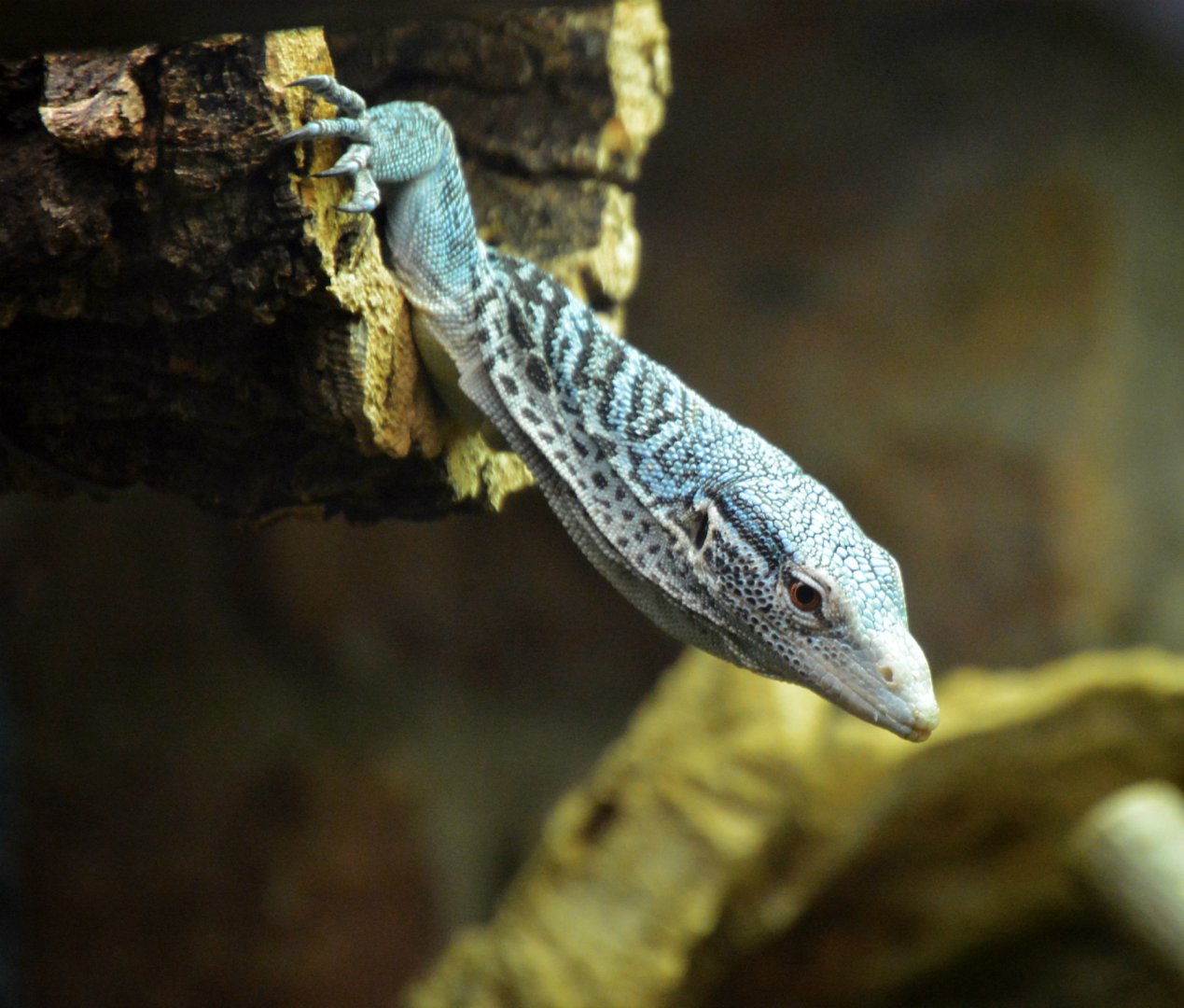 Blue Spotted Monitor