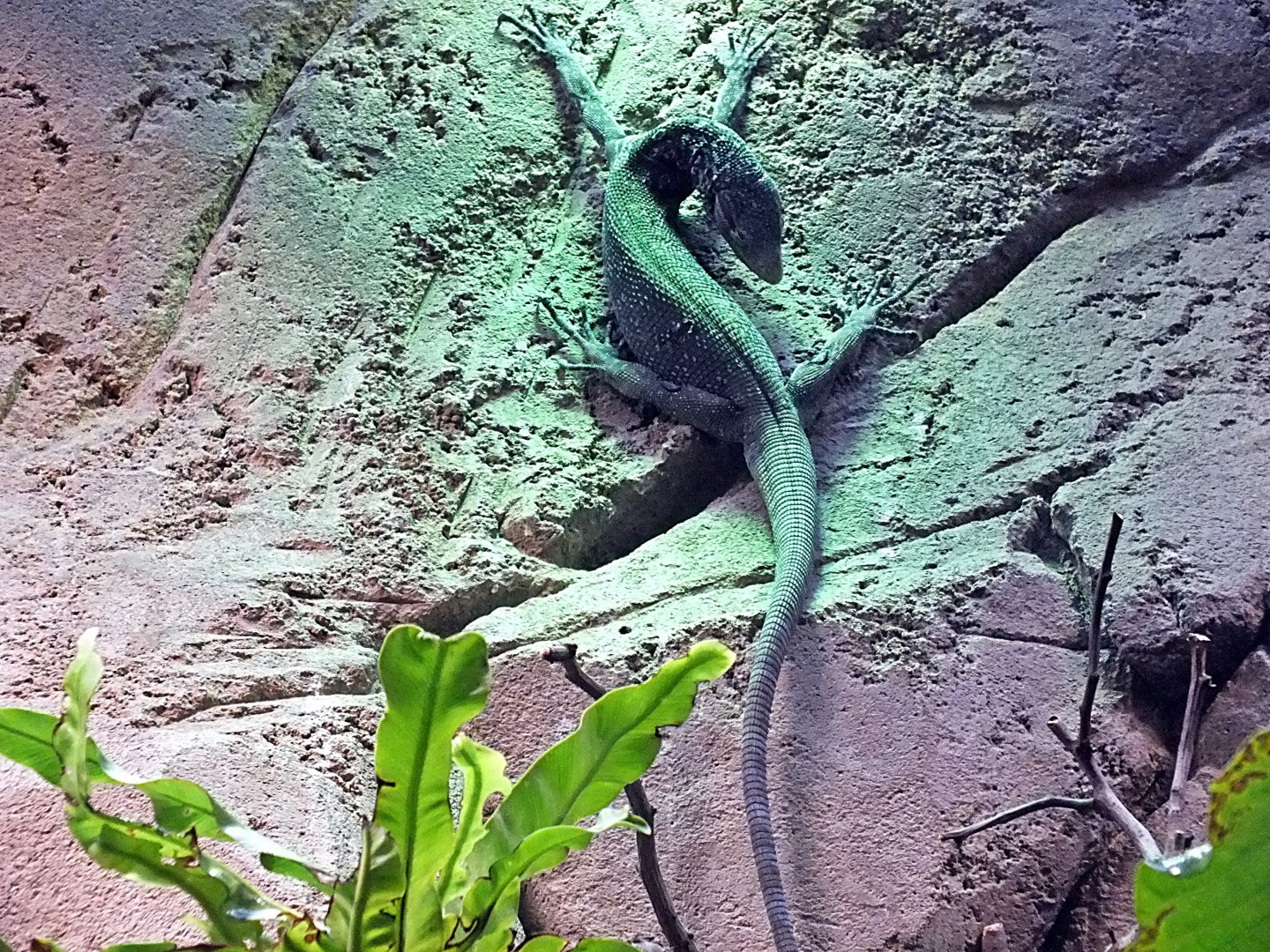Blue-spotted monitor